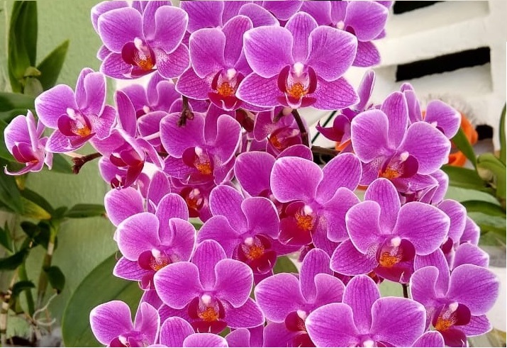 Orquídeas foram tema de oficina nesta segunda-feira
